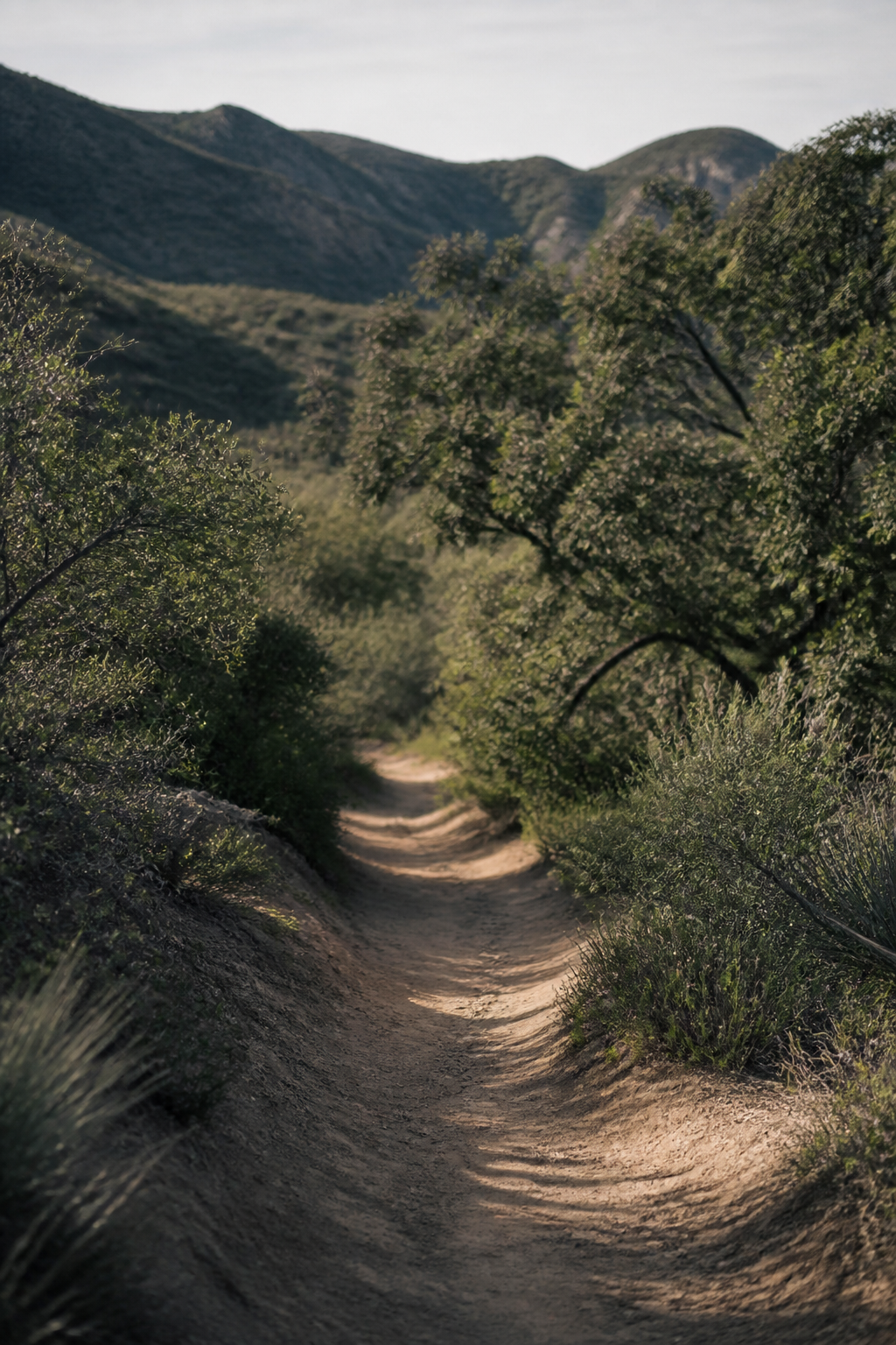 Southern California chaparral singletrack